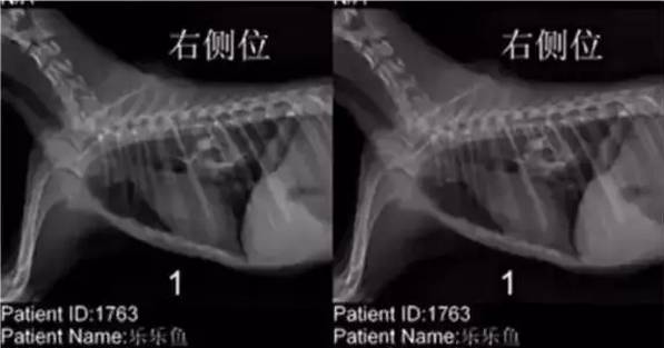 狗狗谁喂他就是主人吗_狗狗主人是赛车手_狗狗主人是总裁电视剧