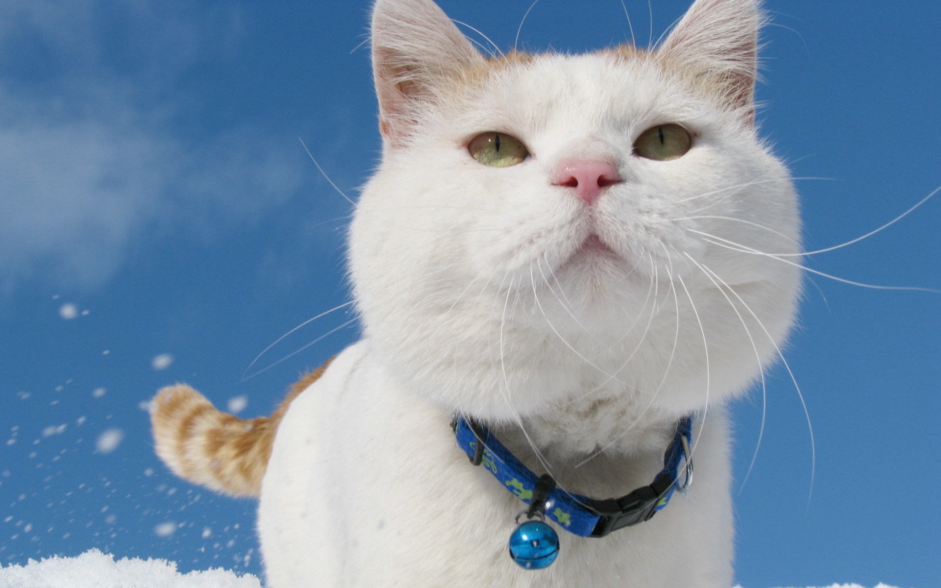 骂猫咪它能听懂吗_骂猫咪能主人听懂的话吗_猫咪能听懂主人骂它吗