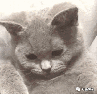 流眼泪的猫猫表情包_猫流眼泪是什么原因_流眼泪猫