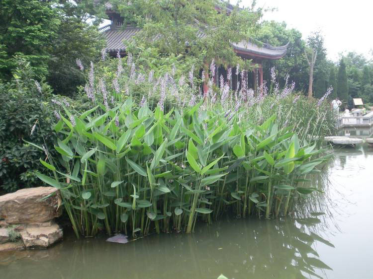 花卉家中养植物好比较好的_家中养什么植物花卉比较好_花卉家中养植物好比较好的品种