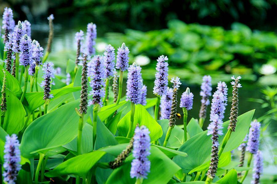 花卉家中养植物好比较好的_家中养什么植物花卉比较好_花卉家中养植物好比较好的品种