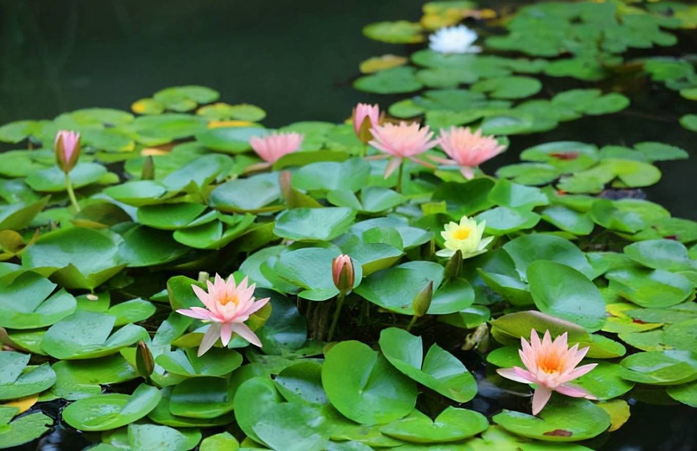 花卉家中养植物好比较好的_家中养什么植物花卉比较好_花卉家中养植物好比较好的品种