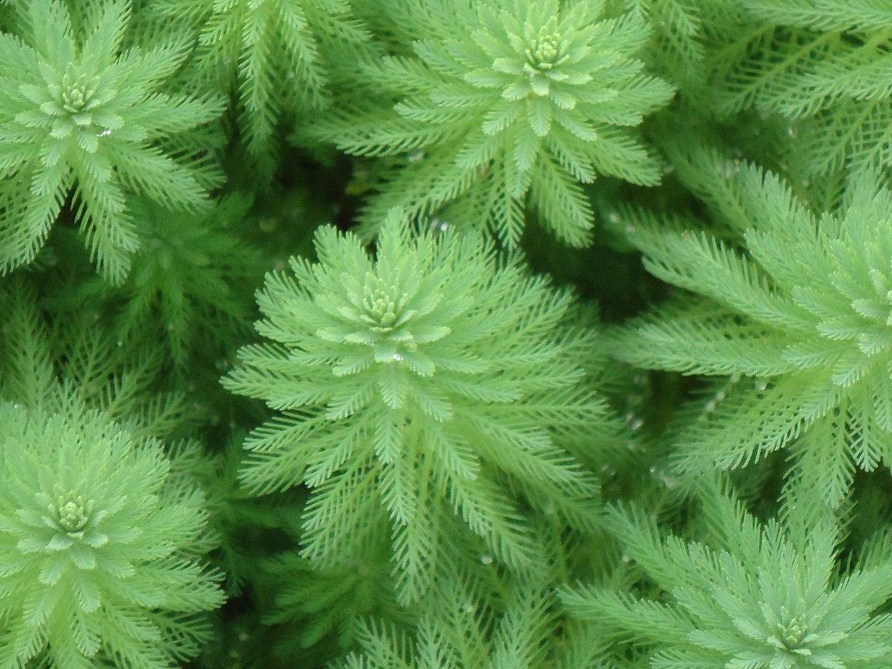 家中养什么植物花卉比较好_花卉家中养植物好比较好的品种_花卉家中养植物好比较好的