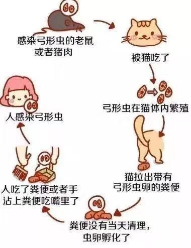 怀孕了家猫可以养吗_猫孕妇能养猫吗_怀孕可以养猫吗