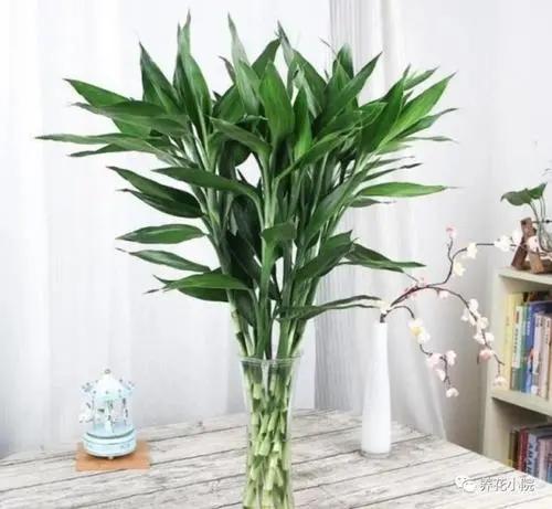 冬季室内养适合花的植物_冬季室内养适合花草吗_适合冬季室内养的花