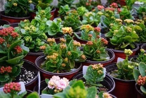 冬季室内养适合花的植物_适合冬季室内养的花_冬季室内养适合花草吗