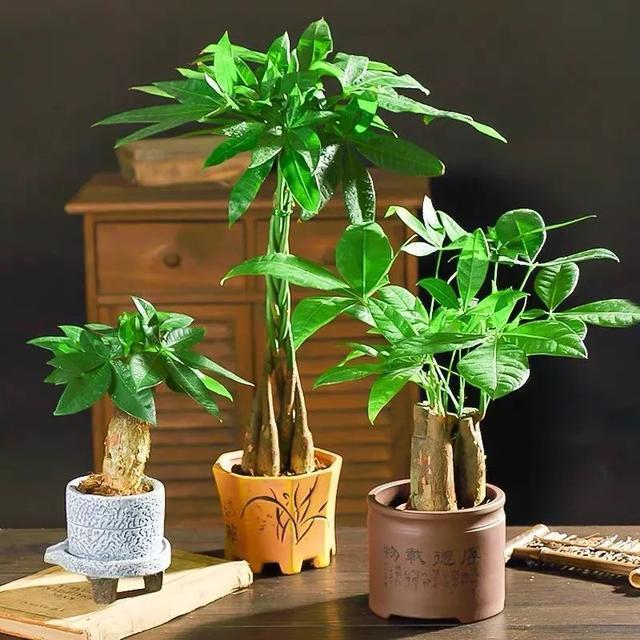 冬季室内养适合花的植物_适合冬季室内养的花_冬季室内养适合花草吗