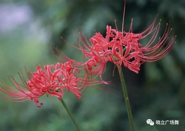 石蒜花可以养在家里吗_石蒜花可以养在家里吗_石蒜花可以养在家里吗