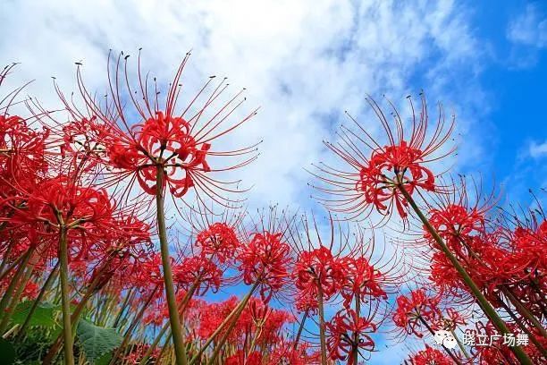 石蒜花可以养在家里吗_石蒜花可以养在家里吗_石蒜花可以养在家里吗