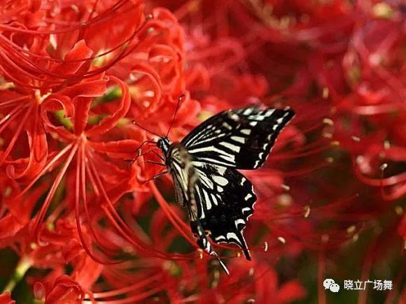 石蒜花可以养在家里吗_石蒜花可以养在家里吗_石蒜花可以养在家里吗