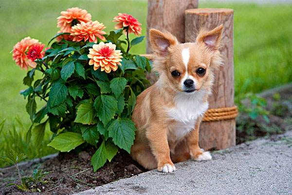 好养的小型犬_小型犬建议养哪个_小型犬好养