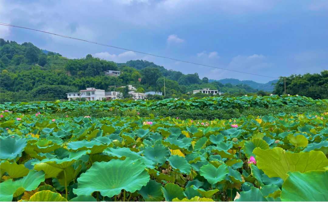 泸州罗汉林好玩吗_泸州罗汉林景区旅游攻略_泸州罗汉林度假村电话