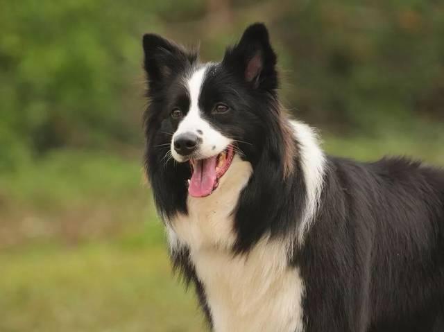 狐狸犬科动物_狐狸是犬科动物吗_狐狸动物犬科是什么