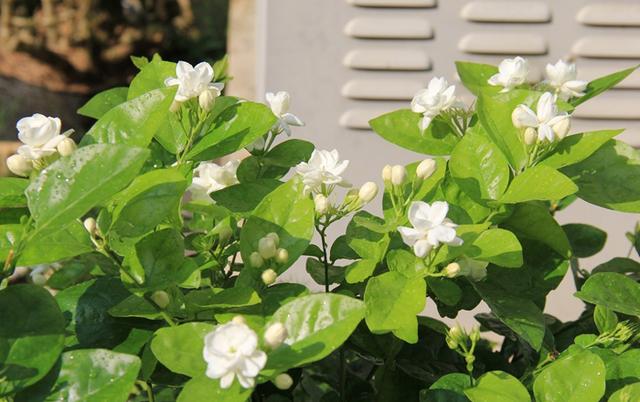 适合卧室养的植物花卉_花卉卧室养植物适合什么颜色_最适合卧室养殖的花卉排行榜