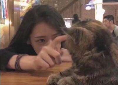 喜欢猫的女生什么性格_猫性格女生喜欢什么礼物_猫喜欢的女生的性格