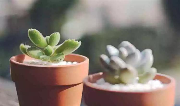 为啥叫多肉植物_多肉植物俗称大全_多肉植物又名