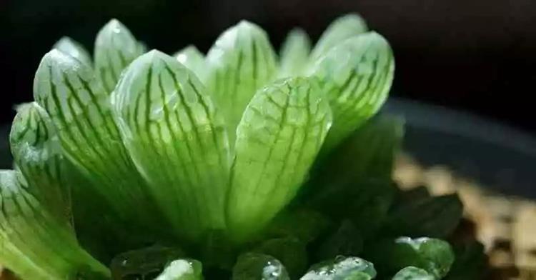 为啥叫多肉植物_多肉植物又名_多肉植物俗称大全