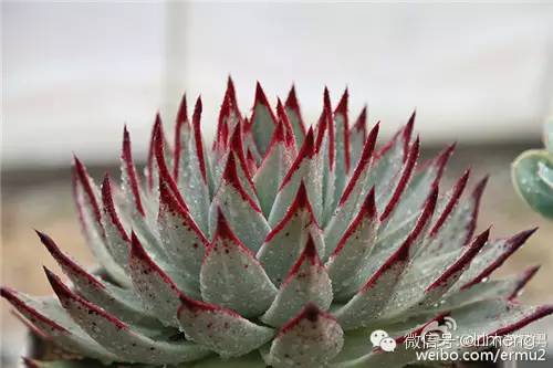 多肉植物最贵的品种_贵品种植物多肉有哪些_贵品种植物多肉图片大全