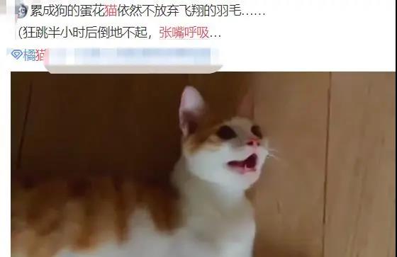 猫像狗一样吐舌头喘气是怎么回事_猫吐舌头像狗一样喘气_猫和狗一样吐舌头喘气