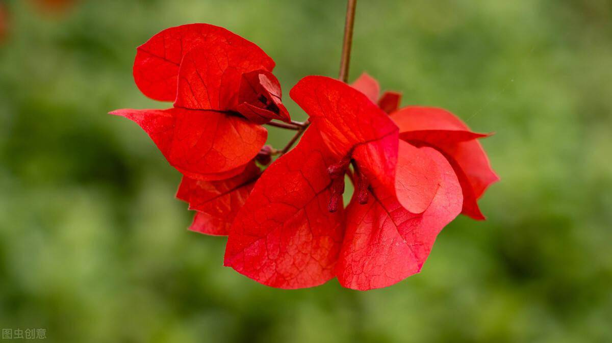 室内长期开花的盆栽_室内养开花植物_易养长期开花的室内花卉