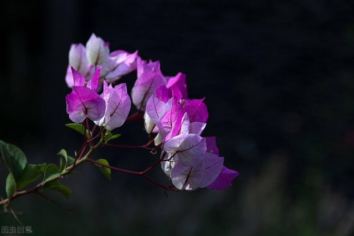 室内长期开花的盆栽_室内养开花植物_易养长期开花的室内花卉