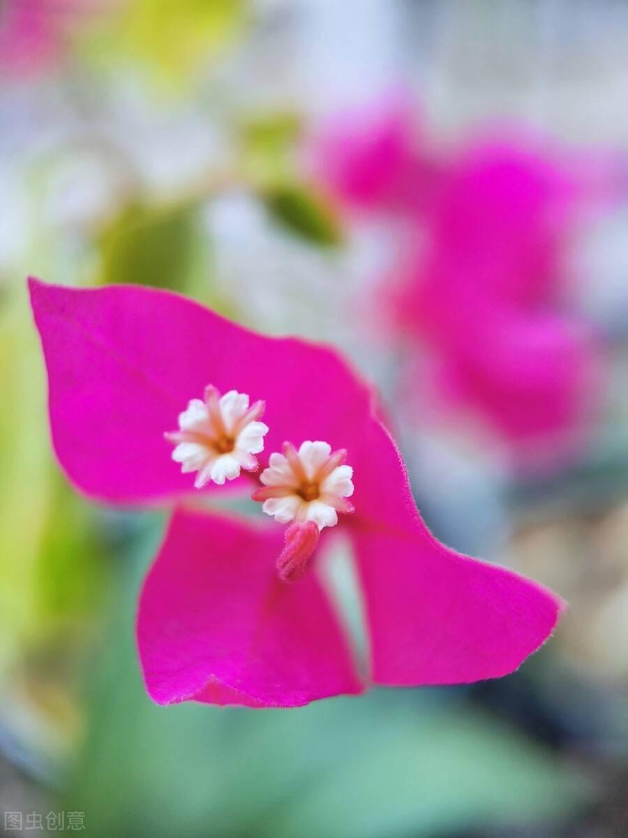 易养长期开花的室内花卉_室内长期开花的盆栽_室内养开花植物