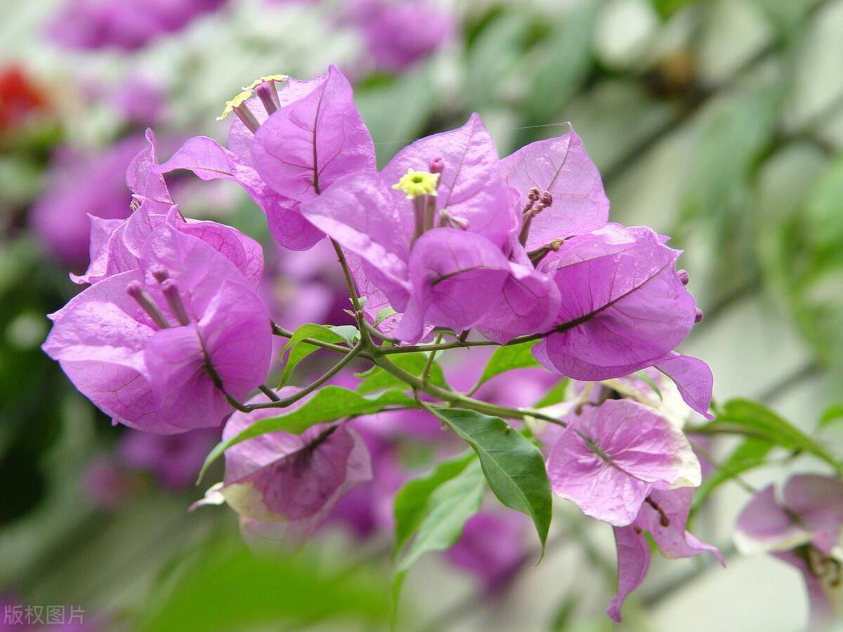 室内长期开花的盆栽_易养长期开花的室内花卉_室内养开花植物