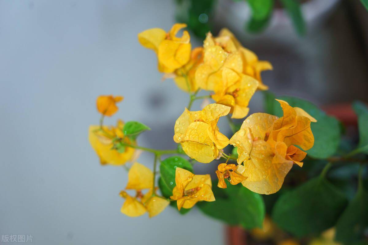 易养长期开花的室内花卉_室内长期开花的盆栽_室内养开花植物