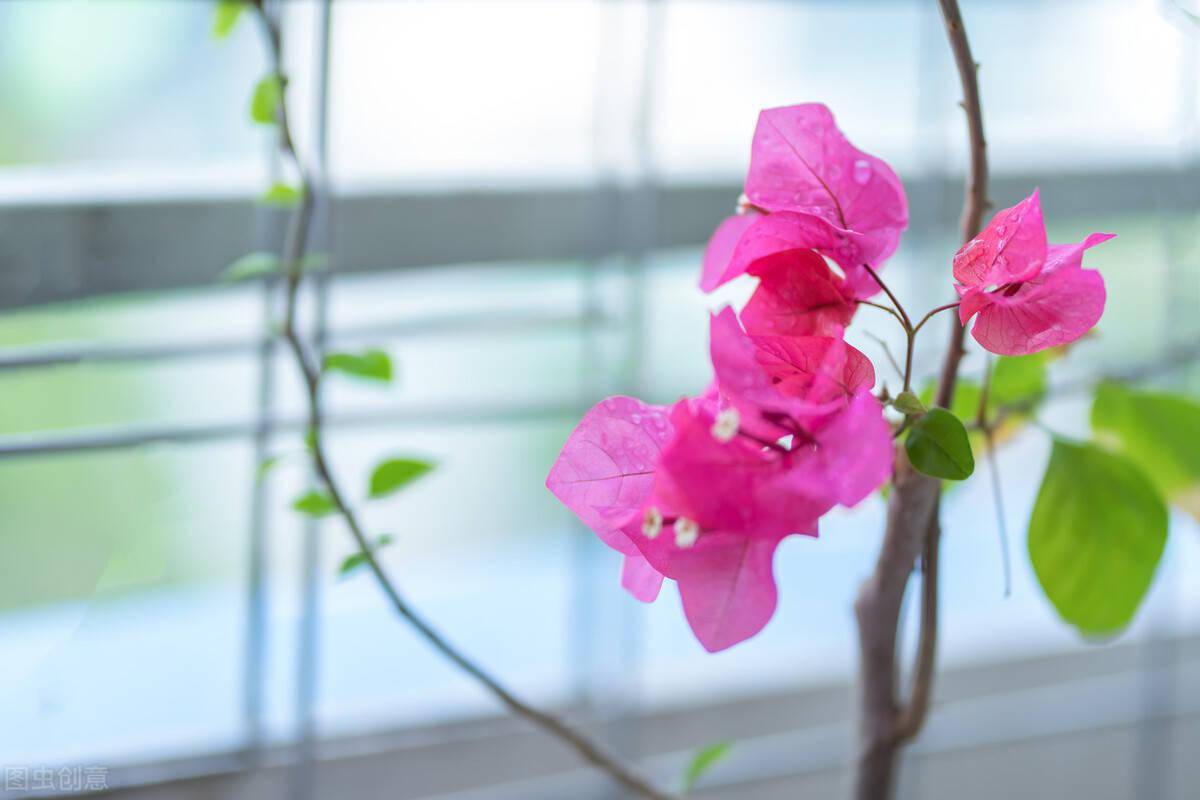 室内长期开花的盆栽_易养长期开花的室内花卉_室内养开花植物