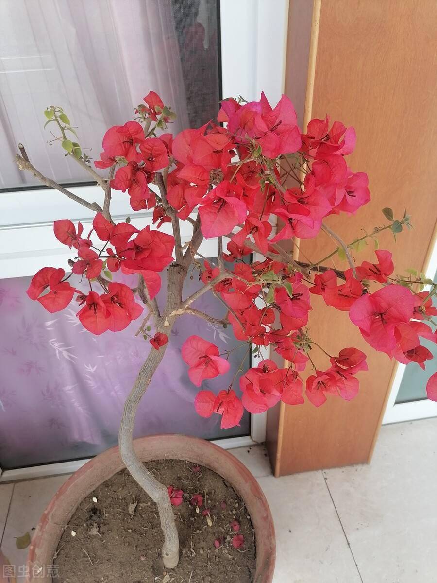 室内养开花植物_室内长期开花的盆栽_易养长期开花的室内花卉