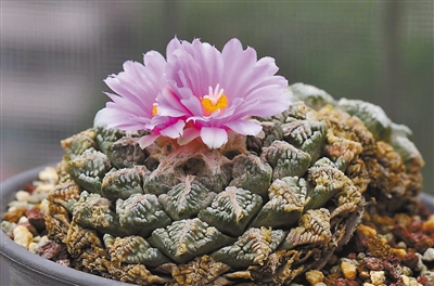 多肉植物屁股花价格_多肉植物屁股花价格_多肉植物屁股花价格