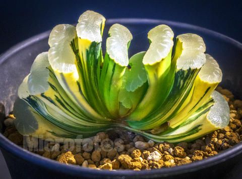 多肉植物屁股花价格_多肉植物屁股花价格_多肉植物屁股花价格