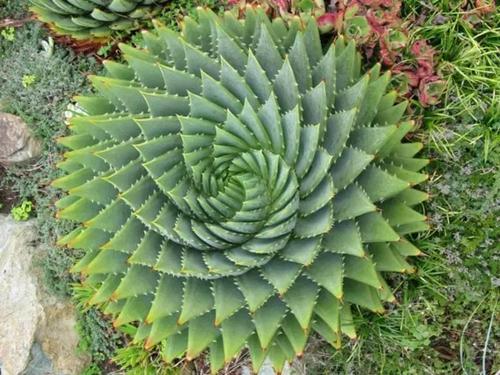 多肉植物屁股花价格_多肉植物屁股花价格_多肉植物屁股花价格