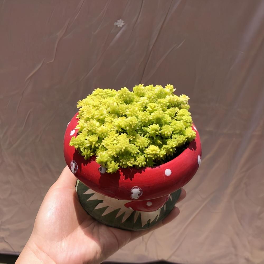 植物多肉好养活吗_植物多肉好养吗_好的多肉植物