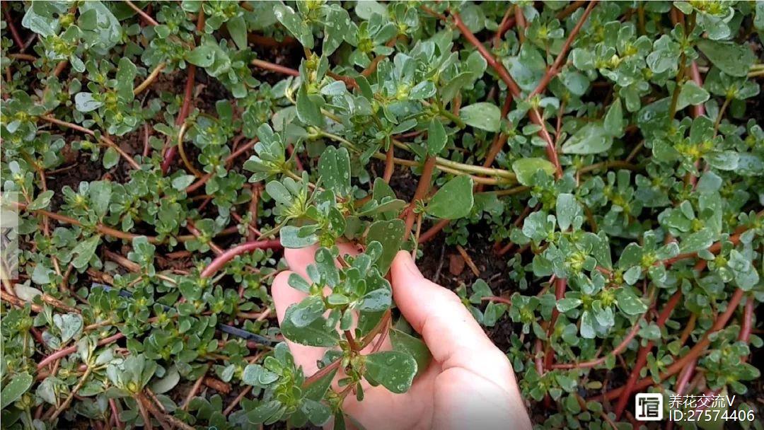 多肉像花似的是什么花_像花的多肉植物_多肉植物像花一样