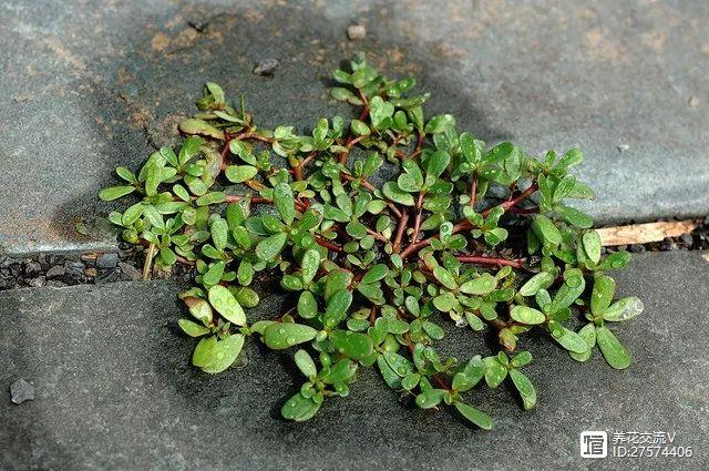 多肉植物像花一样_像花的多肉植物_多肉像花似的是什么花