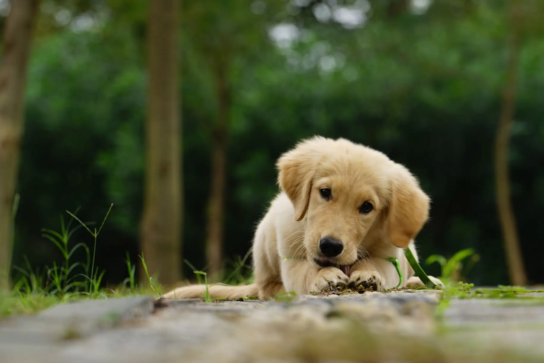 农村金毛犬怎么喂_农村一般喂金毛吃什么_金毛犬在农村养会吃剩饭吗