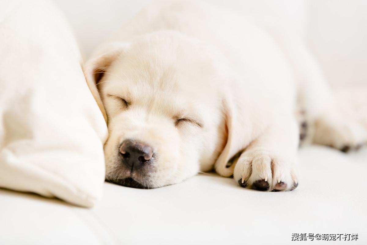 狗狗健康疾病小常识，各年纪段狗狗的一天正常睡眠时间大概为多少