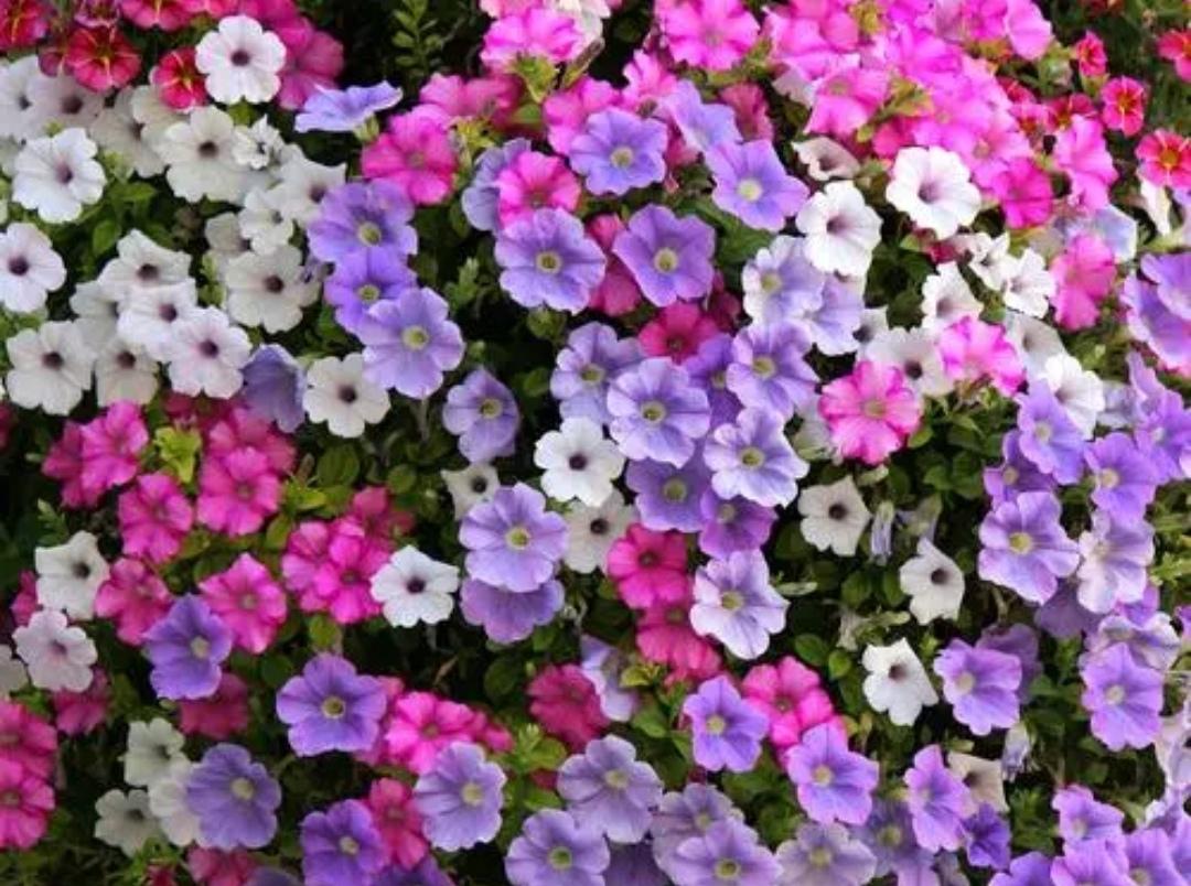 阳台养上5种“皮实花”，简单好养，开花还容易爆盆