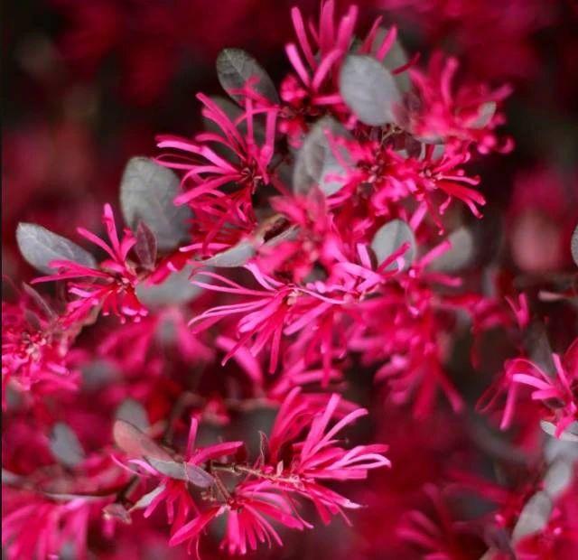 秋冬季养花什么比较好_秋冬适合养花吗_适合秋冬季养的花草植物