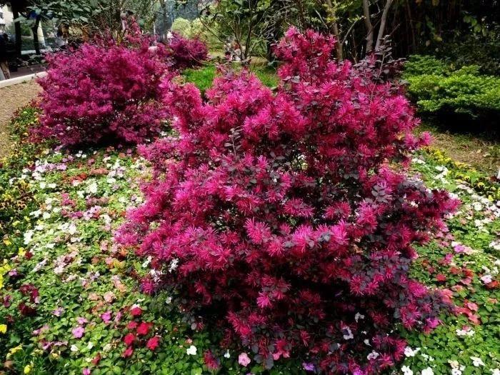 秋冬适合养花吗_适合秋冬季养的花草植物_秋冬季养花什么比较好