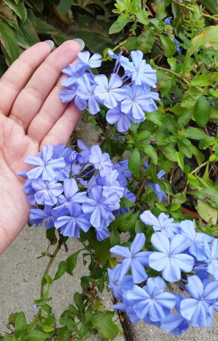 适合秋冬季养的花草植物_秋冬适合养花吗_秋冬季养花什么比较好