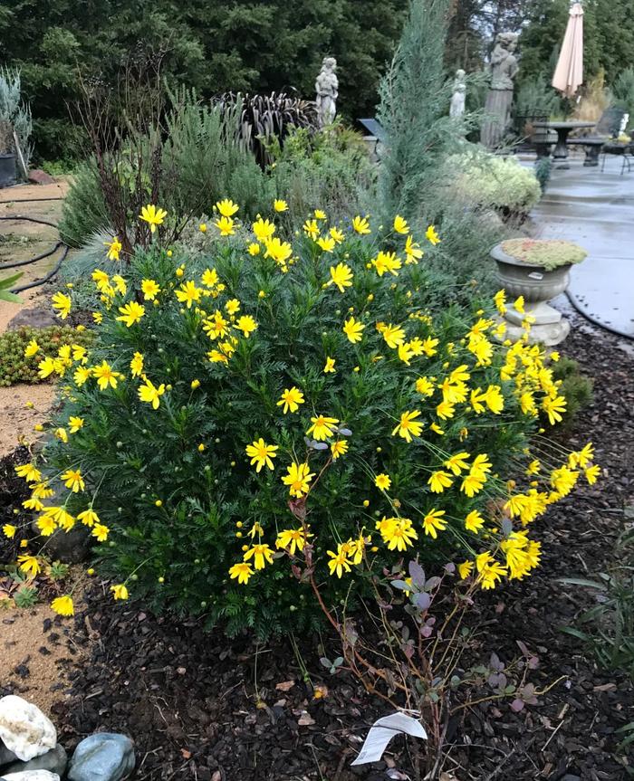 适合秋冬季养的花草植物_秋冬适合养花吗_秋冬季养花什么比较好