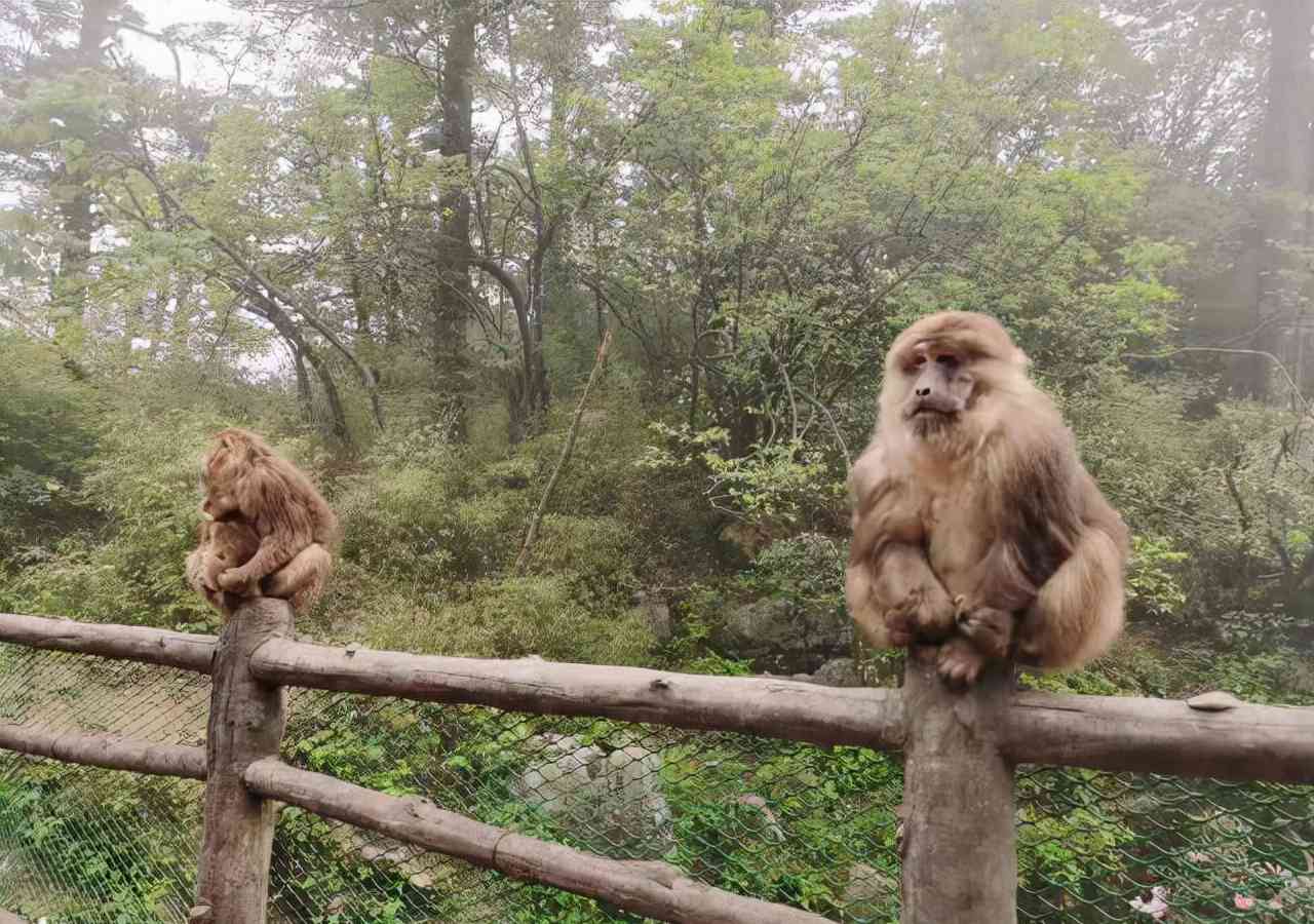 自驾游峨眉山旅游攻略一日游_峨眉山旅游攻略自驾_自驾攻略峨眉旅游山路