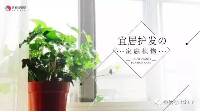 孕妇养放在适合花家里的花草_孕妇养放在适合花家里的植物_孕妇适合养什么花放在家里