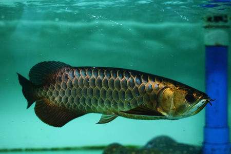 水族观赏鱼专用盐_观赏盐水族鱼用有毒素吗_观赏鱼水族盐有用吗